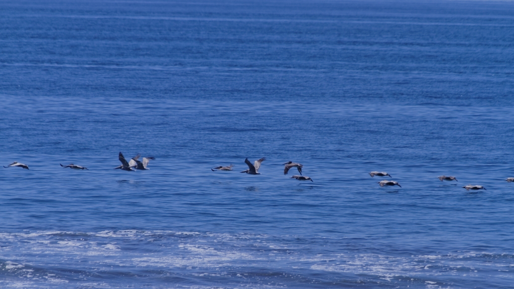 11 - Corcovado NP (05).jpg